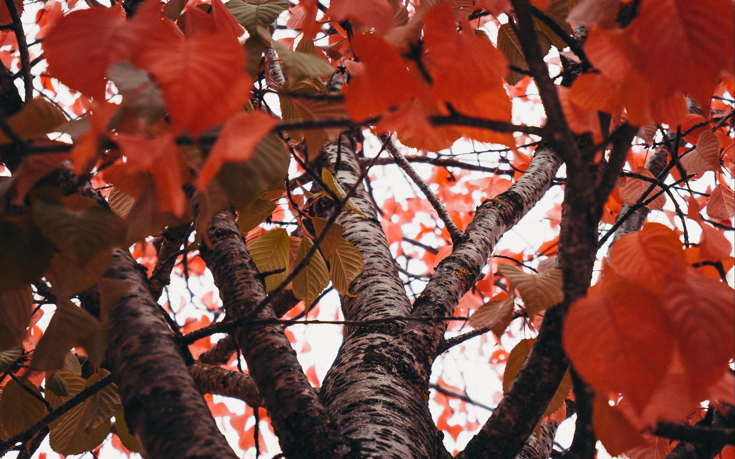 Download wallpaper 2560x1600 trees, branches, leaves, autumn, red