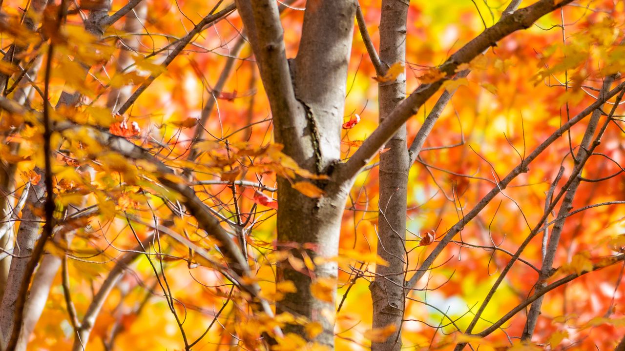 Wallpaper trees, branches, leaves, autumn, nature