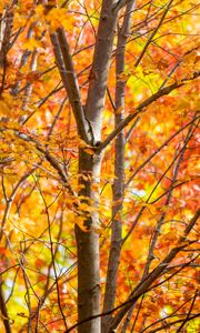Preview wallpaper trees, branches, leaves, autumn, nature