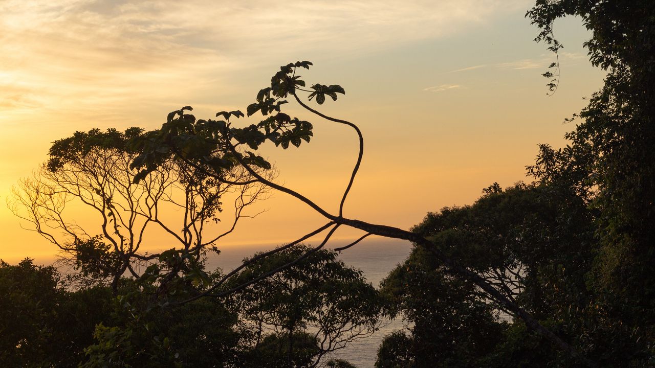 Wallpaper trees, branches, leaves, sunset, nature