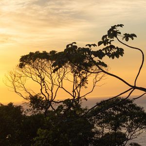 Preview wallpaper trees, branches, leaves, sunset, nature