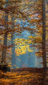 Preview wallpaper trees, branches, leaves, sunlight, autumn