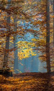 Preview wallpaper trees, branches, leaves, sunlight, autumn