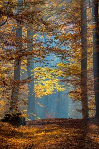Preview wallpaper trees, branches, leaves, sunlight, autumn