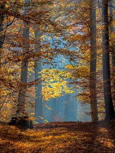 Preview wallpaper trees, branches, leaves, sunlight, autumn