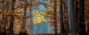 Preview wallpaper trees, branches, leaves, sunlight, autumn