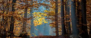 Preview wallpaper trees, branches, leaves, sunlight, autumn