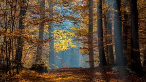 Preview wallpaper trees, branches, leaves, sunlight, autumn