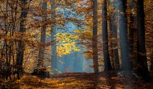 Preview wallpaper trees, branches, leaves, sunlight, autumn