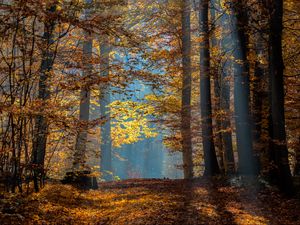 Preview wallpaper trees, branches, leaves, sunlight, autumn