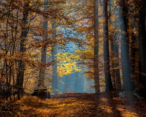 Preview wallpaper trees, branches, leaves, sunlight, autumn