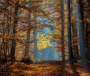 Preview wallpaper trees, branches, leaves, sunlight, autumn