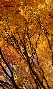 Preview wallpaper trees, branches, leaves, autumn, park