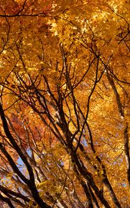 Preview wallpaper trees, branches, leaves, autumn, park