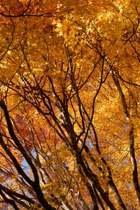 Preview wallpaper trees, branches, leaves, autumn, park