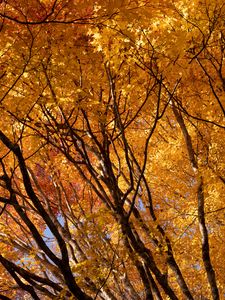 Preview wallpaper trees, branches, leaves, autumn, park