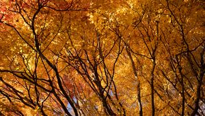 Preview wallpaper trees, branches, leaves, autumn, park