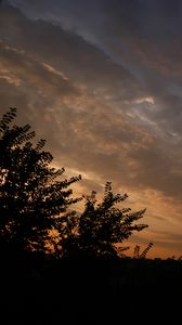 Preview wallpaper trees, branches, leaves, silhouettes, evening