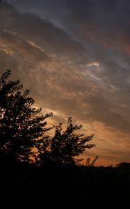 Preview wallpaper trees, branches, leaves, silhouettes, evening