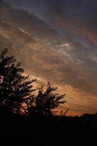 Preview wallpaper trees, branches, leaves, silhouettes, evening