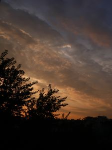 Preview wallpaper trees, branches, leaves, silhouettes, evening