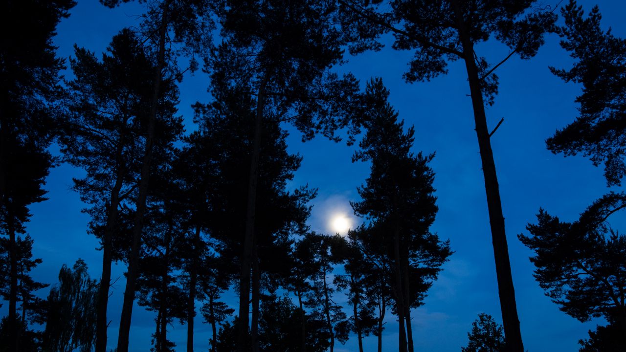 Wallpaper trees, branches, moon, sky, night