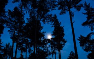 Preview wallpaper trees, branches, moon, sky, night