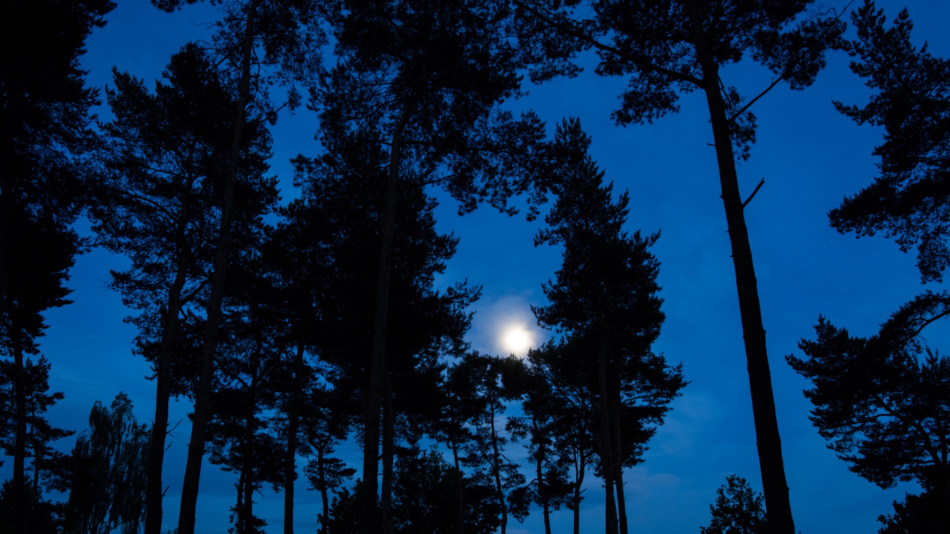 Download wallpaper 3840x2160 trees, branches, moon, sky, night 4k uhd