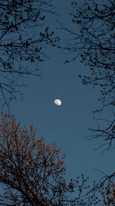 Preview wallpaper trees, branches, moon, sky