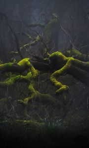 Preview wallpaper trees, branches, moss, nature, fog, gloomy