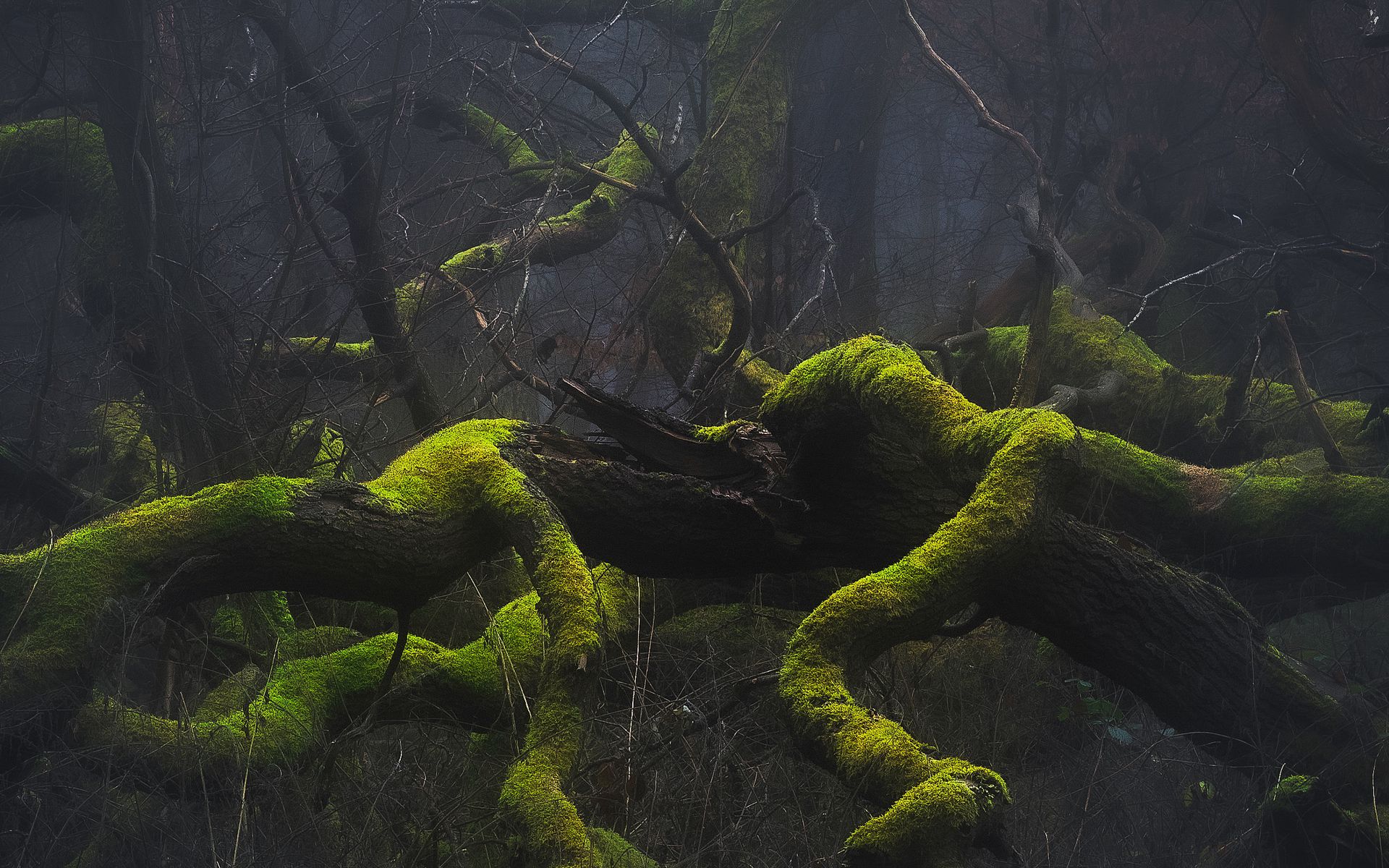 Download wallpaper 1920x1200 trees, branches, moss, nature, fog, gloomy