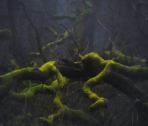 Preview wallpaper trees, branches, moss, nature, fog, gloomy