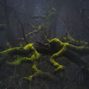 Preview wallpaper trees, branches, moss, nature, fog, gloomy