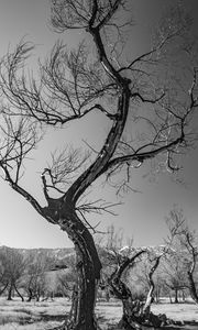Preview wallpaper trees, branches, mountains, sky, bw