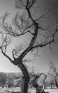 Preview wallpaper trees, branches, mountains, sky, bw