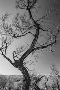 Preview wallpaper trees, branches, mountains, sky, bw