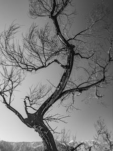 Preview wallpaper trees, branches, mountains, sky, bw