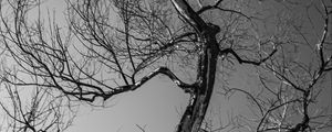 Preview wallpaper trees, branches, mountains, sky, bw