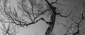 Preview wallpaper trees, branches, mountains, sky, bw