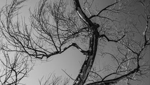 Preview wallpaper trees, branches, mountains, sky, bw