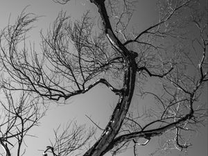 Preview wallpaper trees, branches, mountains, sky, bw