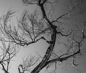 Preview wallpaper trees, branches, mountains, sky, bw