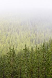 Preview wallpaper trees, branches, nature, forest, landscape