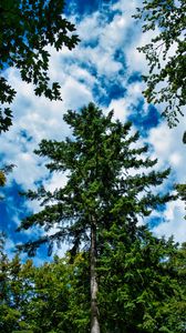 Preview wallpaper trees, branches, nature, sky, clouds, landscape