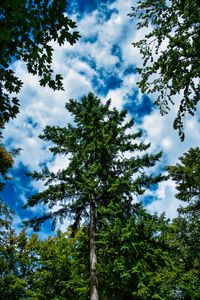 Preview wallpaper trees, branches, nature, sky, clouds, landscape