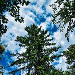 Preview wallpaper trees, branches, nature, sky, clouds, landscape