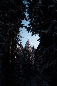 Preview wallpaper trees, branches, night, sky, snow, snowy