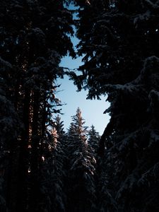 Preview wallpaper trees, branches, night, sky, snow, snowy