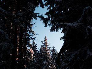 Preview wallpaper trees, branches, night, sky, snow, snowy