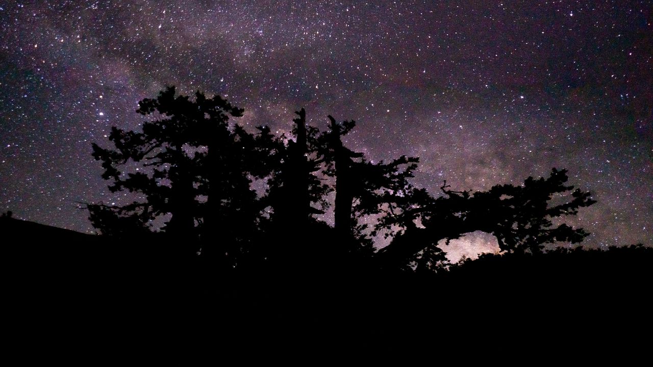 Wallpaper trees, branches, night, stars, starry sky